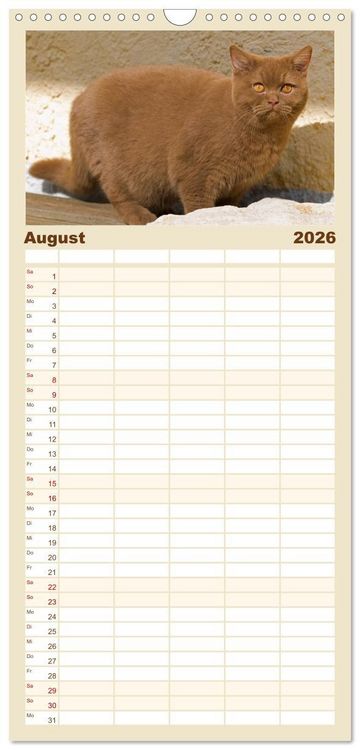Produktbild: Familienplaner 2026 - B&auml;rige Schmusetiger - Britisch Kurzhaar Katzen mit 5 Spalten (Wandkalender, 21 x 45 cm) CALVENDO
