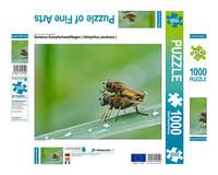 Produktbild: CALVENDO Puzzle Gemeine Sumpfschwebfliegen ( Helophilus pendulus ) | 1000 Teile Lege-Gr&ouml;&szlig;e 64x48cm Foto-Puzzle f&uuml;r gl&uuml;ckliche Stunden