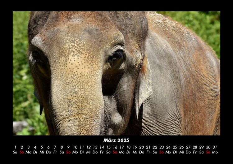 Produktbild: Elefanten - Die sanften Riesen Afrikas 2025 Fotokalender DIN A3