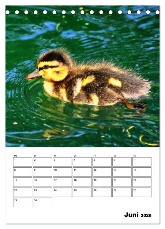 Produktbild: Heimische Wildtiere Terminplaner (Tischkalender 2026 DIN A5 hoch), CALVENDO Monatskalender
