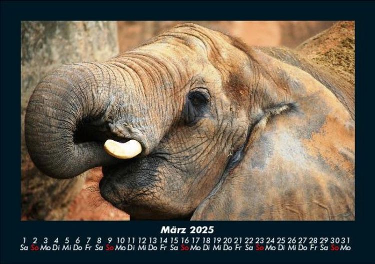 Produktbild: Elefanten - Die sanften Riesen Afrikas 2025 Fotokalender DIN A5