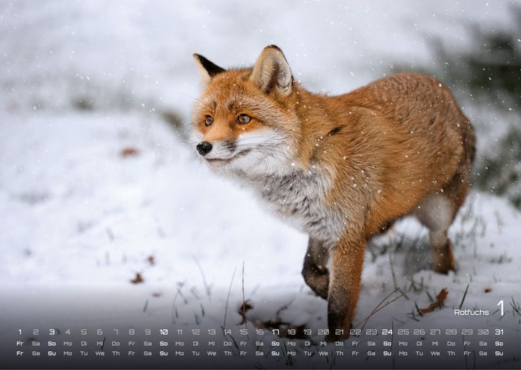 Produktbild: Waldtiere - Heimische Waldbewohner - Der Tierkalender - 2027 - Kalender DIN A3