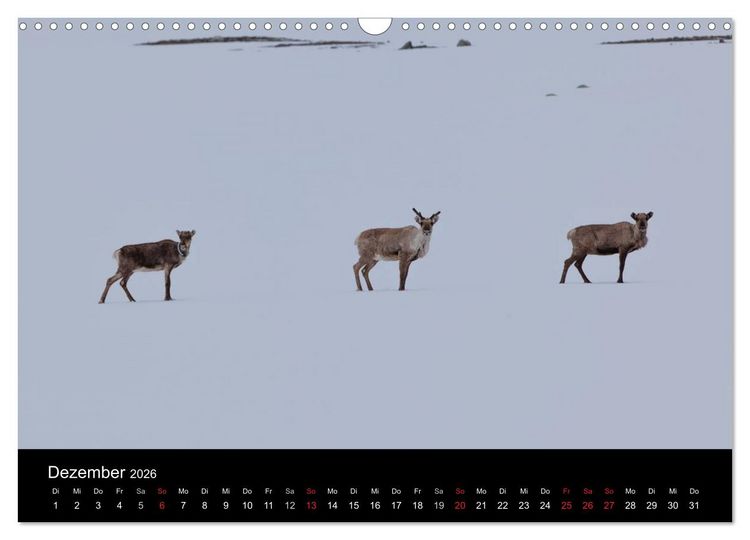 Produktbild: Tierkalender 2026 (Wandkalender 2026 DIN A3 quer), CALVENDO Monatskalender