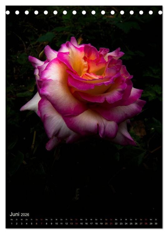 Produktbild: Gartenrosen (Tischkalender 2026 DIN A5 hoch), CALVENDO Monatskalender