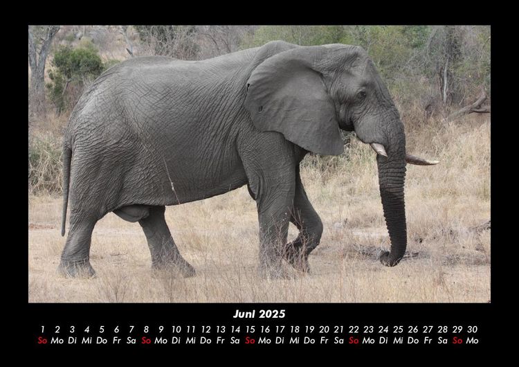Produktbild: Elefanten - Die sanften Riesen Afrikas 2025 Fotokalender DIN A3