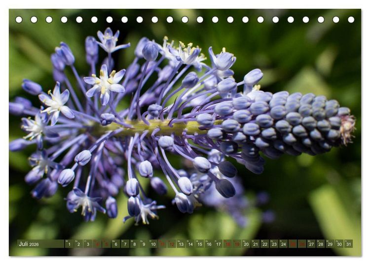 Produktbild: Fynbos - Die einzigartige Flora S&uuml;dafrikas (Tischkalender 2026 DIN A5 quer), CALVENDO Monatskalender