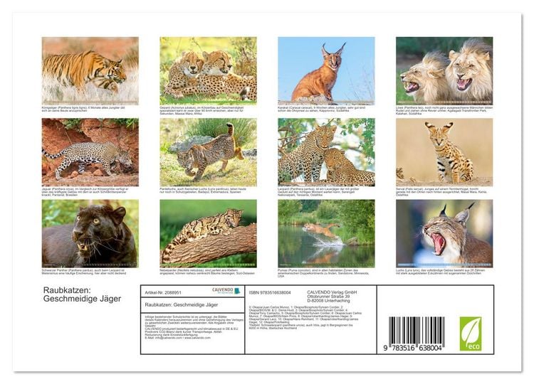 Produktbild: Raubkatzen: Geschmeidige J&auml;ger (Wandkalender 2026 DIN A4 quer), CALVENDO Monatskalender