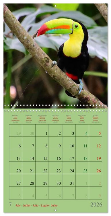 Produktbild: Costa Rican Birds (Wall Calendar 2026 12 &times; 12 Inch) CALVENDO 12 Month Wall Calendar