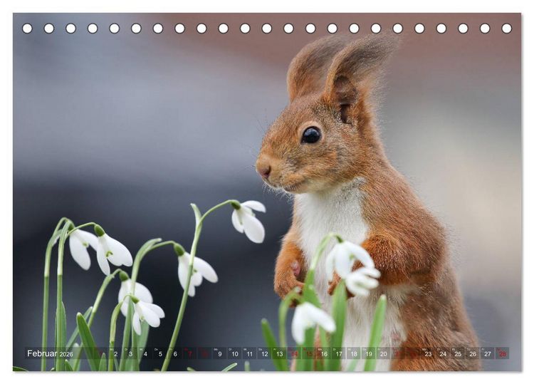 Produktbild: Eichh&ouml;rnchen in zauberhaften Posen (Tischkalender 2026 DIN A5 quer), CALVENDO Monatskalender