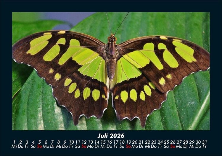 Produktbild: Bunte Pracht der Schmetterlinge 2026 Fotokalender DIN A5