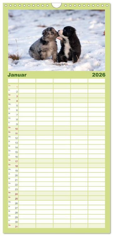 Produktbild: Familienplaner 2026 - Aussie Welpen 2026 mit 5 Spalten (Wandkalender, 21 x 45 cm) CALVENDO