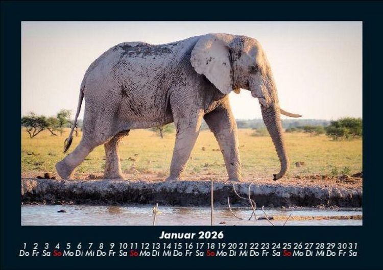 Produktbild: Zoobewohner 2026 Fotokalender DIN A5