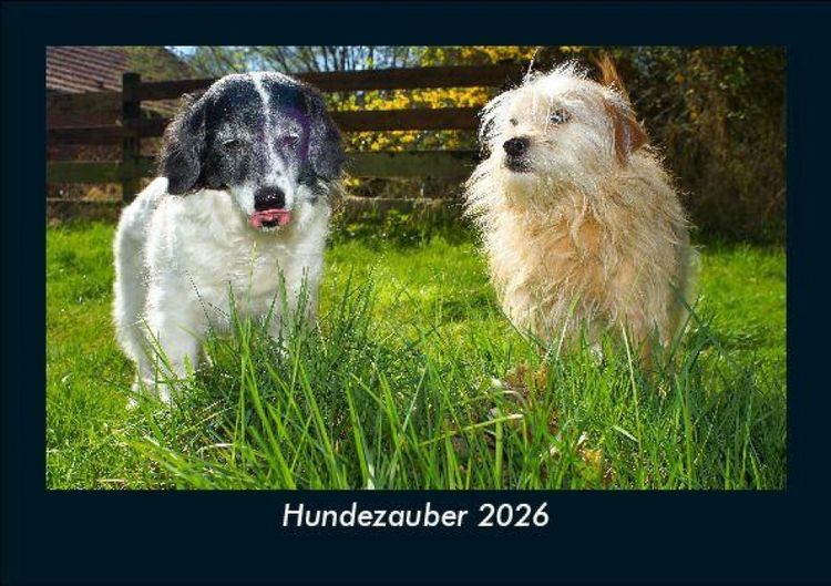 Produktbild: Hundezauber 2026 Fotokalender DIN A5