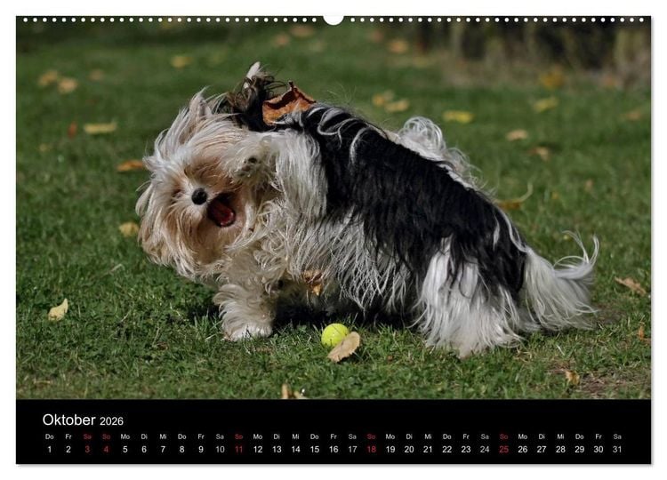 Produktbild: Mit dem Yorki durch das Jahr 2026 (Wandkalender 2026 DIN A2 quer), CALVENDO Monatskalender