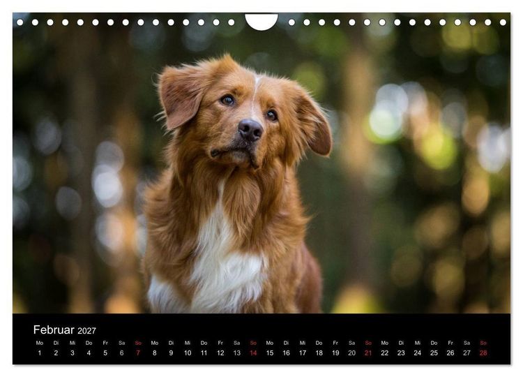 Produktbild: Toller - Nova Scotia Duck Tolling Retriever (Wandkalender 2027 DIN A4 quer), CALVENDO Monatskalender