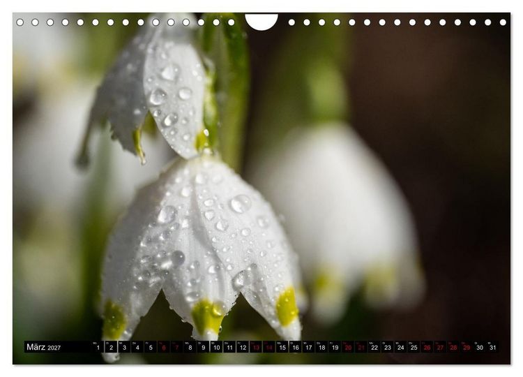 Produktbild: Fr&uuml;hlingsbl&uuml;her - Farbenpracht nach dem Winter (Wandkalender 2027 DIN A4 quer), CALVENDO Monatskalender