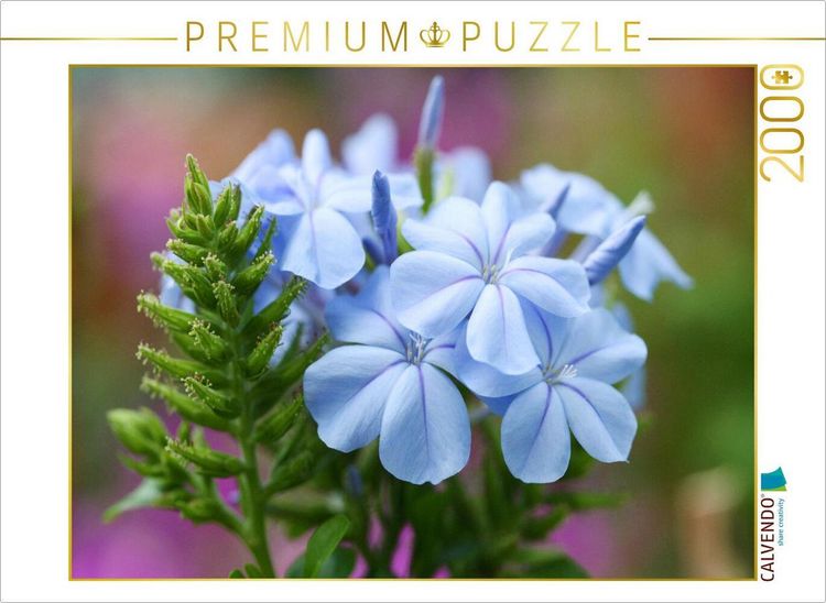 Produktbild: CALVENDO Puzzle Bleiwurz, Plumbago | 2000 Teile Lege-Gr&ouml;&szlig;e 90x67cm Foto-Puzzle f&uuml;r gl&uuml;ckliche Stunden