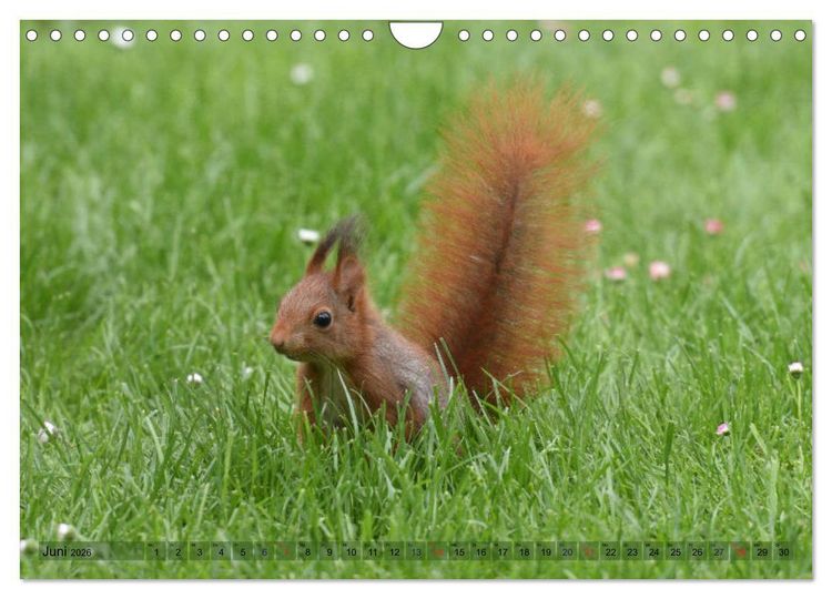 Produktbild: Neuer Spa&szlig; mit Eichh&ouml;rnchen-Kindern (Wandkalender 2026 DIN A4 quer), CALVENDO Monatskalender