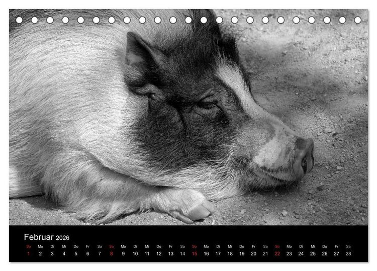Produktbild: Das Leben der Schweine (Tischkalender 2026 DIN A5 quer), CALVENDO Monatskalender
