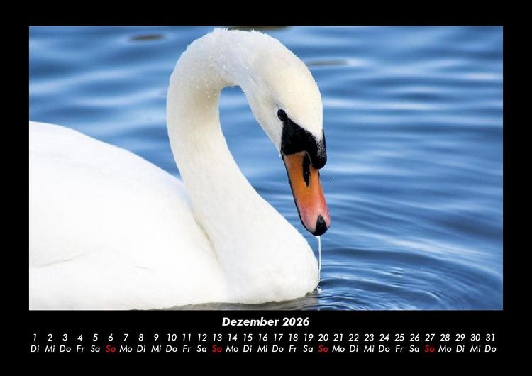 Produktbild: Vogelparadies 2026 Fotokalender DIN A3