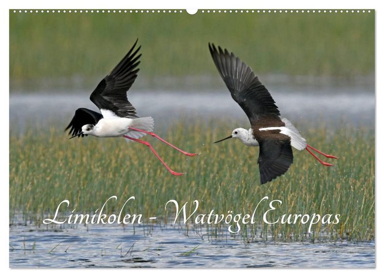Produktbild: Limikolen - Watv&ouml;gel Europas (Wandkalender 2026 DIN A2 quer), CALVENDO Monatskalender