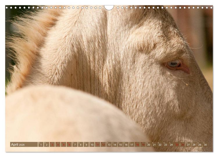 Produktbild: Wei&szlig;e Esel - M&auml;rchenhafte Langohren (Wandkalender 2026 DIN A3 quer), CALVENDO Monatskalender