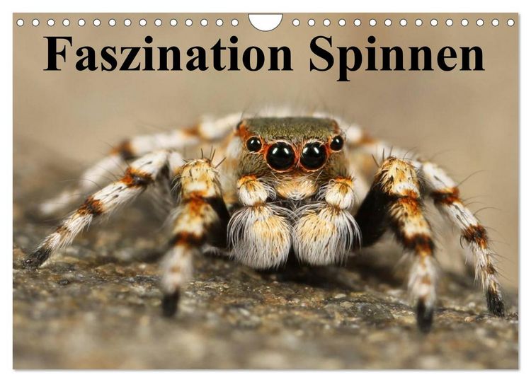 Produktbild: Faszination Spinnen (Wandkalender 2026 DIN A4 quer), CALVENDO Monatskalender