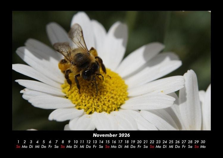 Produktbild: Bienen 2026 Fotokalender DIN A3
