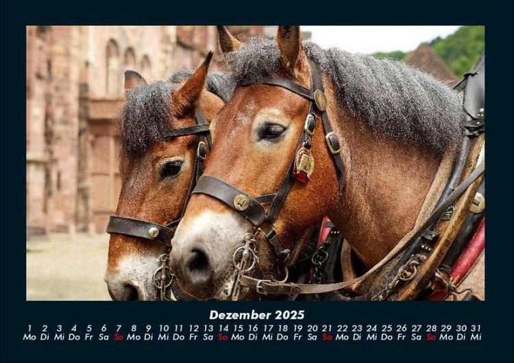 Produktbild: Die Welt der Pferde 2025 Fotokalender DIN A4
