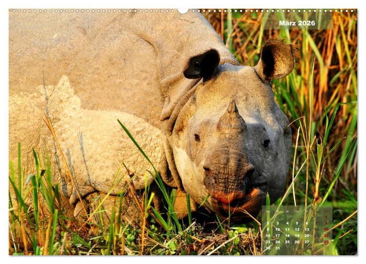 Produktbild: Wilde Tiere Indiens (hochwertiger Premium Wandkalender 2026 DIN A2 quer), Kunstdruck in Hochglanz