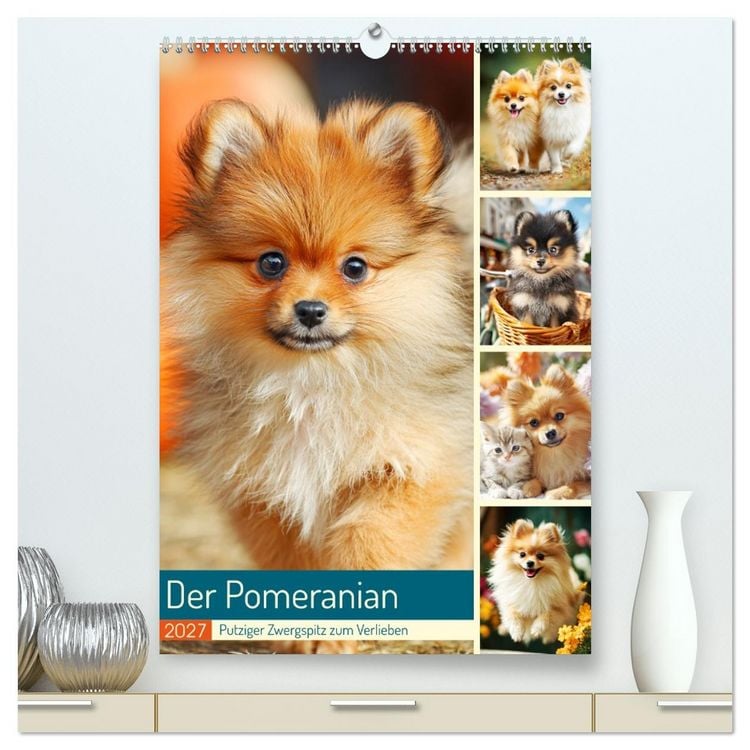 Produktbild: Der Pomeranian. Putziger Zwergspitz zum Verlieben (hochwertiger Premium Wandkalender 2027 DIN A2 hoch), Kunstdruck in Hochglanz