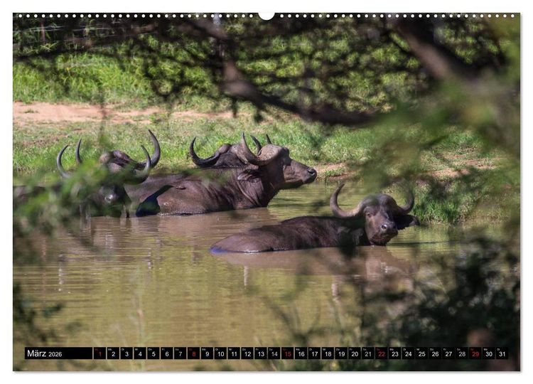 Produktbild: Afrikas wilde Tiere (Wandkalender 2026 DIN A2 quer), CALVENDO Monatskalender