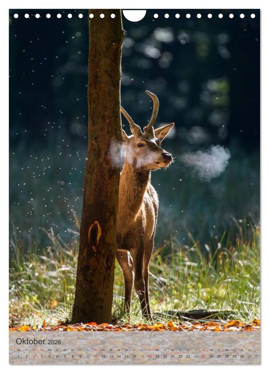 Produktbild: Emotionale Momente: Hirschbrunft (Wandkalender 2026 DIN A4 hoch), CALVENDO Monatskalender