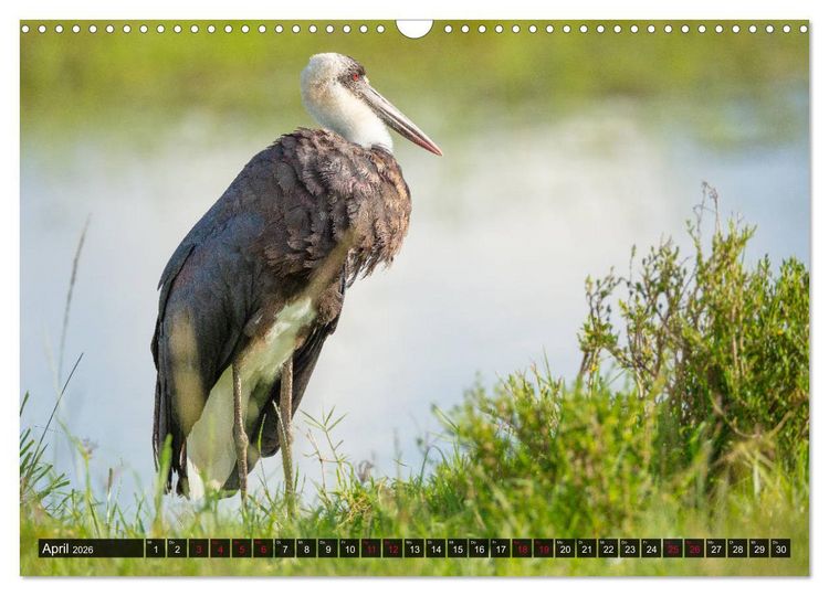 Produktbild: Safari Afrika (Wandkalender 2026 DIN A3 quer), CALVENDO Monatskalender