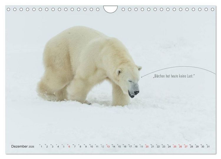 Produktbild: Emotionale Momente: Eisb&auml;ren - ganz menschlich gesehen. (Wandkalender 2026 DIN A4 quer), CALVENDO Monatskalender