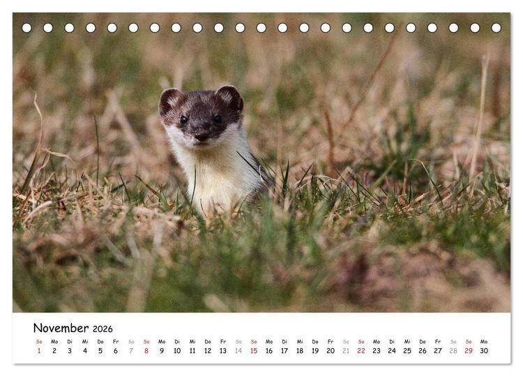 Produktbild: Hermelin - das wieselflinke Raubtier (Tischkalender 2026 DIN A5 quer), CALVENDO Monatskalender