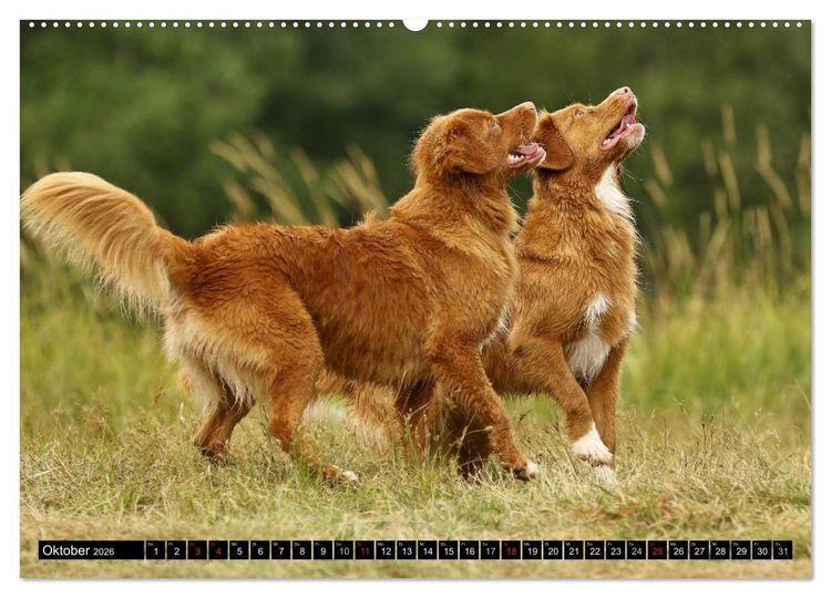 Produktbild: Nova Scotia Duck Tolling Retriever (Wandkalender 2026 DIN A2 quer), CALVENDO Monatskalender