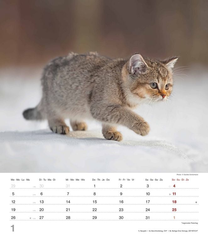 Produktbild: Niedliche Katzenkinder 2026 - Wand-Kalender - Tier-Kalender - 30x34