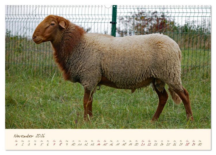 Produktbild: Coburger Fuchsschaf (Wandkalender 2026 DIN A2 quer), CALVENDO Monatskalender