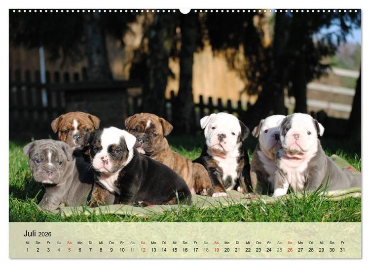 Produktbild: Bulldoggen-Kindergarten (hochwertiger Premium Wandkalender 2026 DIN A2 quer), Kunstdruck in Hochglanz