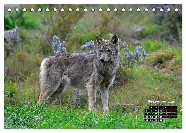 Produktbild: Willkommen Wolf (Tischkalender 2026 DIN A5 quer), CALVENDO Monatskalender