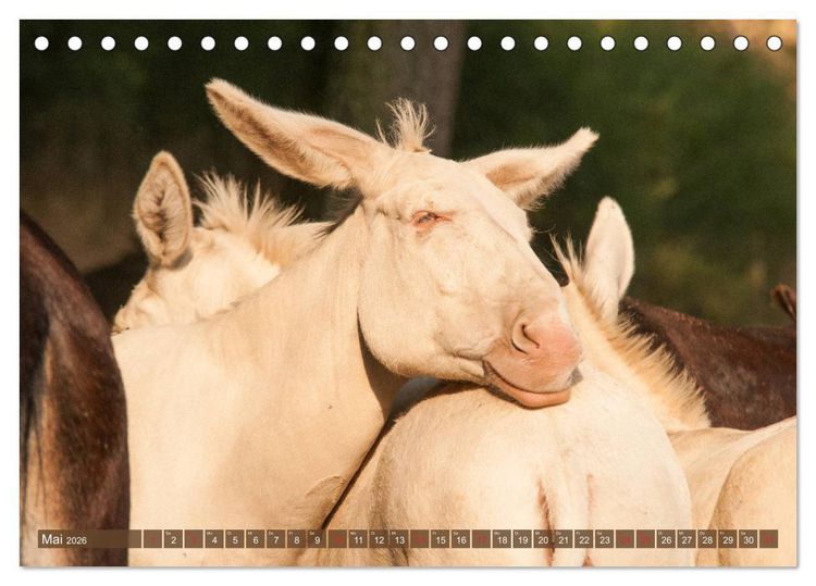 Produktbild: Lichtbringer - &Ouml;sterreichisch-Ungarische Barockesel (Tischkalender 2026 DIN A5 quer), CALVENDO Monatskalender