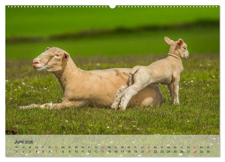 Produktbild: Schafe z&auml;hlen leicht gemacht! (hochwertiger Premium Wandkalender 2026 DIN A2 quer), Kunstdruck in Hochglanz