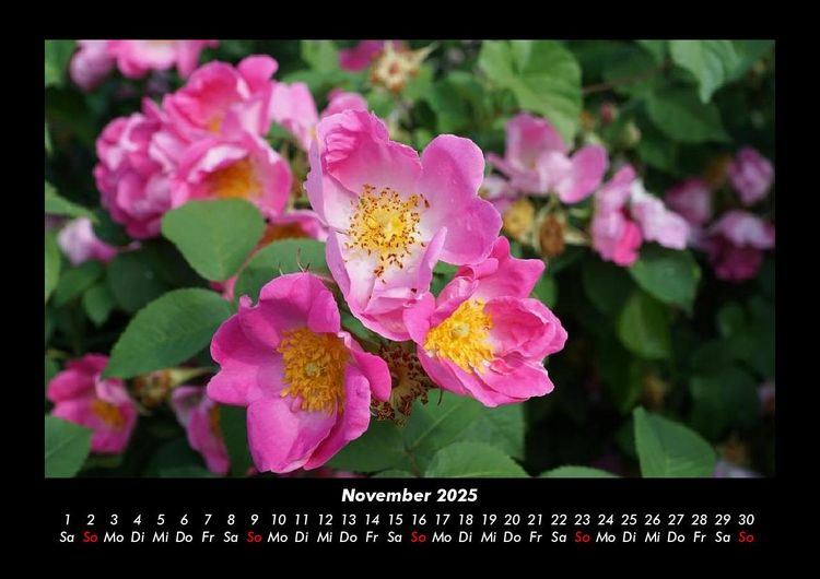 Produktbild: Rosentraum 2025 Fotokalender DIN A3