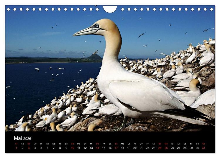 Produktbild: Schottland 2026 (Wandkalender 2026 DIN A4 quer), CALVENDO Monatskalender