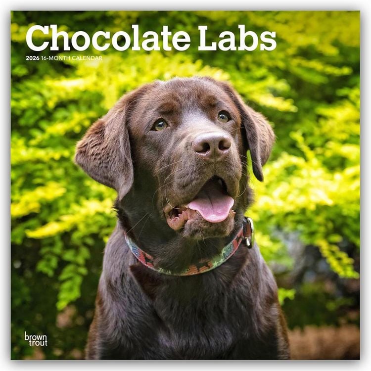 Produktbild: Chocolate Labrador Retriever – Brauner Labrador Retriever 2026 – 16-Monatskalender