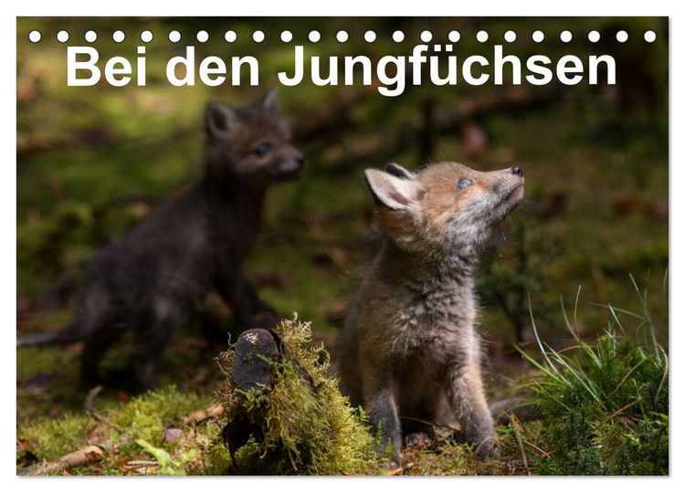 Produktbild: Bei den Jungf&uuml;chsen (Tischkalender 2026 DIN A5 quer), CALVENDO Monatskalender