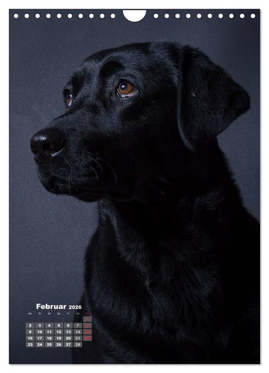 Produktbild: Treue Wegbegleiter, Hunde im Portrait. (Wandkalender 2026 DIN A4 hoch), CALVENDO Monatskalender