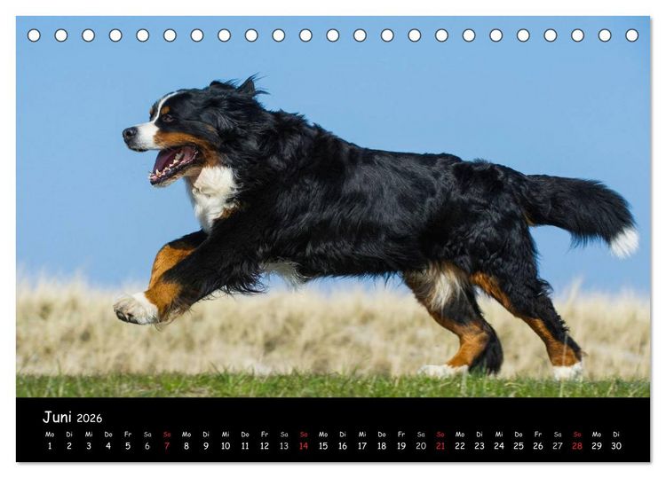 Produktbild: Berner Sennenhund 2026 (Tischkalender 2026 DIN A5 quer), CALVENDO Monatskalender