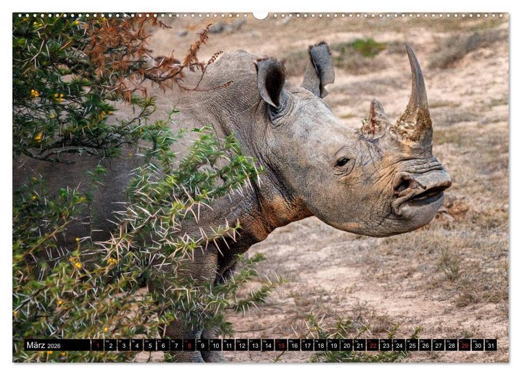 Produktbild: Afrikas Tierwelt: Nash&ouml;rner (hochwertiger Premium Wandkalender 2026 DIN A2 quer), Kunstdruck in Hochglanz